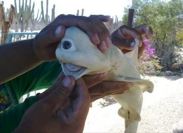 YouTube screenshot of the albino cyclops shark. (The Epoch Times) YouTube screenshot of the albino cyclops shark. (The Epoch Times)