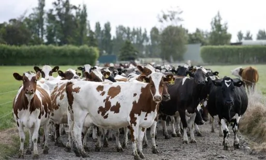 Alien Land Laws Ignite Concern Among American Chinese