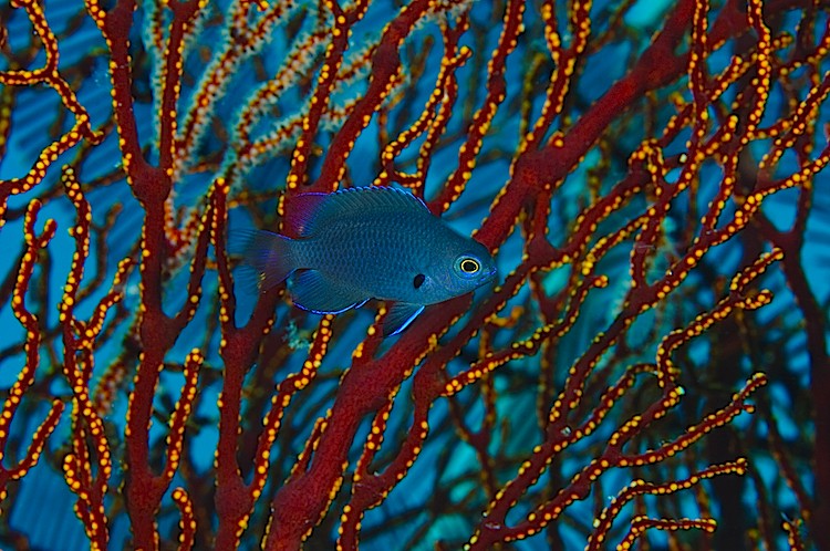 Damselfish in a sea fan at Sangalaki in Kalimantan, Indonesia. (Matthew Oldfield) Damselfish in a sea fan at Sangalaki in Kalimantan, Indonesia. (Matthew Oldfield)