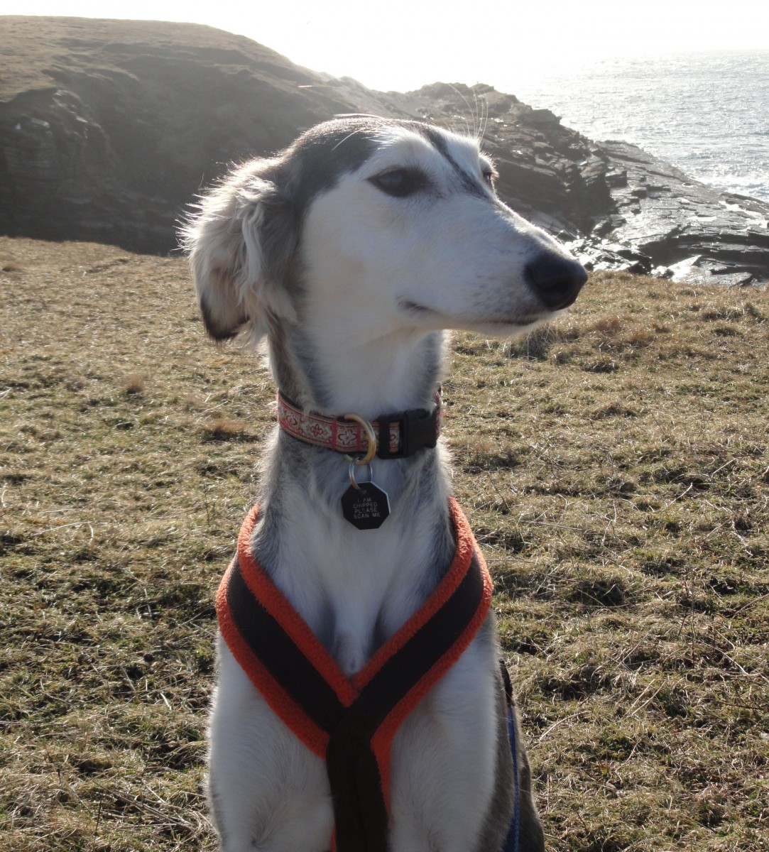 Salukis appear genetically different because they were geographically isolated and were not part of the 19th century Victorian-initiated Kennel Clubs that blended lineages to create most of the breeds we keep as pets today. Saluki-like animals appear on ancient Egyptian tombs but the modern-day breed is not the same. (Keith Dobney) Salukis appear genetically different because they were geographically isolated and were not part of the 19th century Victorian-initiated Kennel Clubs that blended lineages to create most of the breeds we keep as pets today. Saluki-like animals appear on ancient Egyptian tombs but the modern-day breed is not the same. (Keith Dobney)