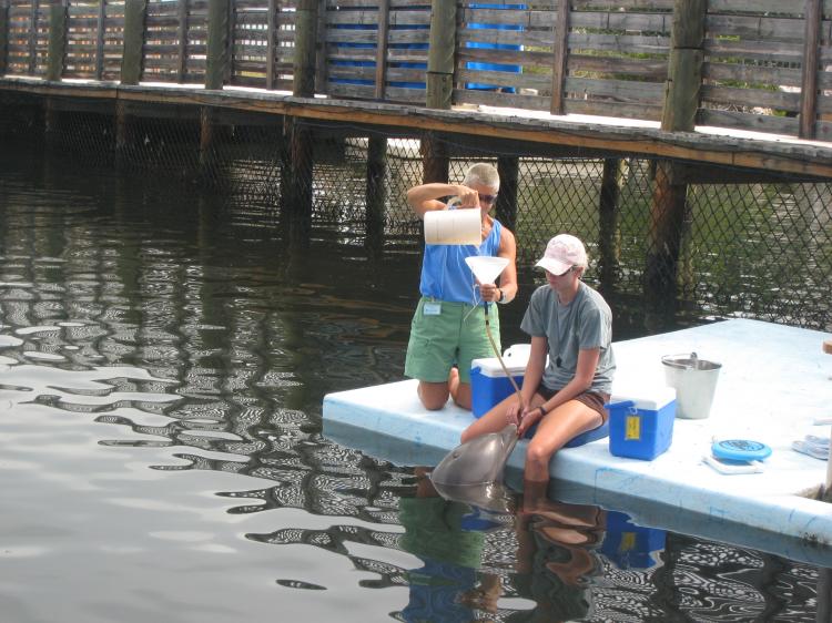 VOLUNTARY MEDICAL BEHAVIOR: Atlantic Bottlenose Dolphins at the Dolphin Research Center are trained to accept water through a tube.  (Stephanie Lam/The Epoch Times)