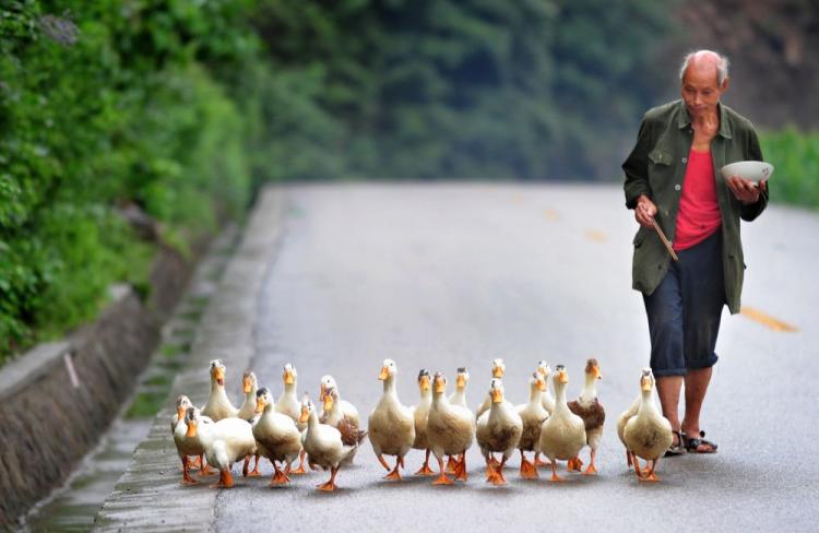 A farmer eats his lunch while following his flock of ducks along a country road in Guangyuan County on August 13, 2010 in northern Sichuan province. (AFP/Getty Images) A farmer eats his lunch while following his flock of ducks along a country road in Guangyuan County on August 13, 2010 in northern Sichuan province. (AFP/Getty Images)