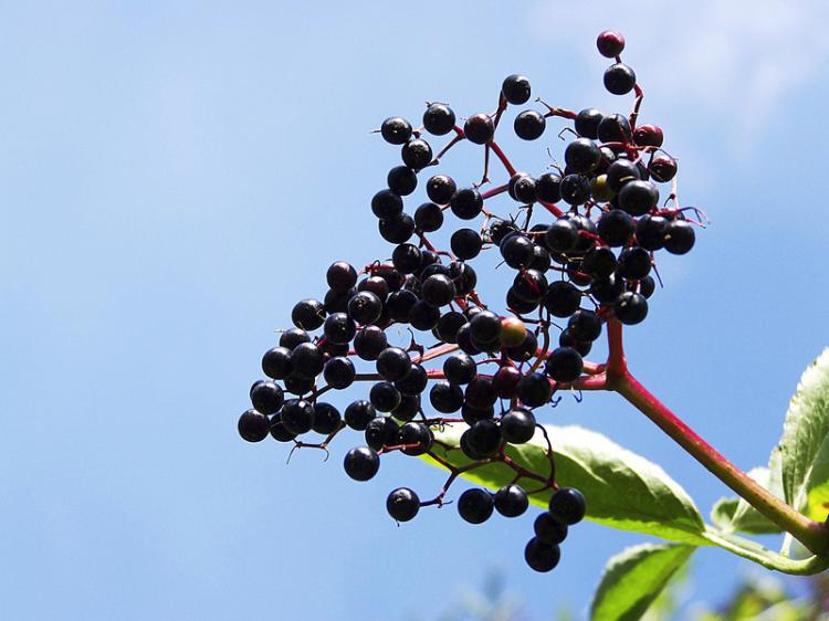 The Elder Plant (knipseline/pixelio.de) The Elder Plant (knipseline/pixelio.de)