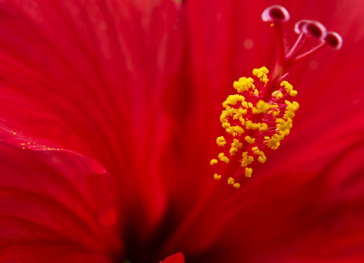 Flowers make certain that gamete fusion has successfully occurred before other pollen are repelled. That allows the process of fertilization to continue if the first pollen grain turns out to have been a dud. (Mike Cohea/Brown University) Flowers make certain that gamete fusion has successfully occurred before other pollen are repelled. That allows the process of fertilization to continue if the first pollen grain turns out to have been a dud. (Mike Cohea/Brown University)