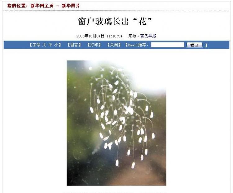 Rare white flowers growing on glass. (Screenshot) Rare white flowers growing on glass. (Screenshot)