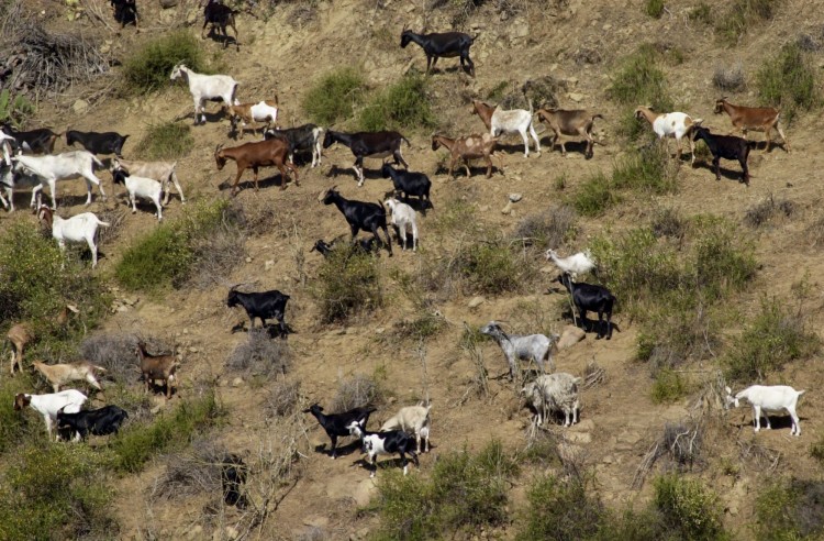 GOATS PROTECT HOUSES FROM FIRE Epoch Times Photo