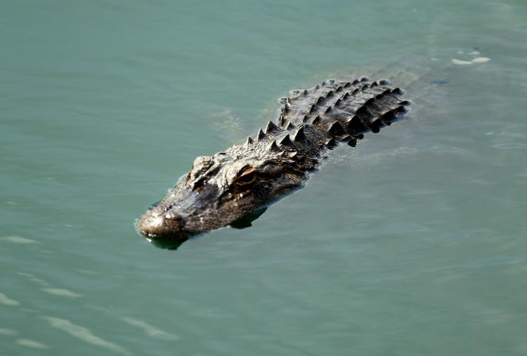 900-Pound Gator: A Massachusetts woman reeled in a 13-foot-long alligator weighing in at 900 pounds while hunting in South Carolina. Pictured above, a gator swims in water near a golf tournament. (Richard Heathcote/Getty Images) 900-Pound Gator: A Massachusetts woman reeled in a 13-foot-long alligator weighing in at 900 pounds while hunting in South Carolina. Pictured above, a gator swims in water near a golf tournament. (Richard Heathcote/Getty Images)