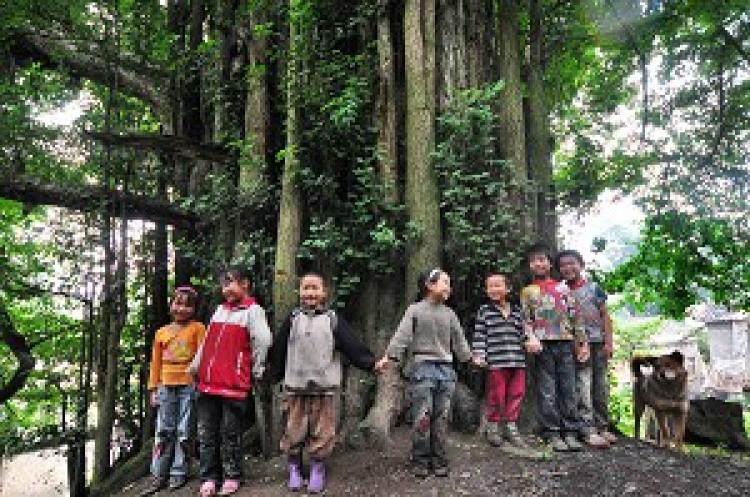 Children from the local village in Changshun County play under a &ldquo;living fossil&rdquo;&mdash;an ancient Gingko tree. (Epoch Times archive)