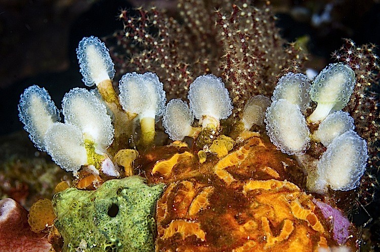 SCIENCE IN PICS: Ascidians Or Sea Squirts