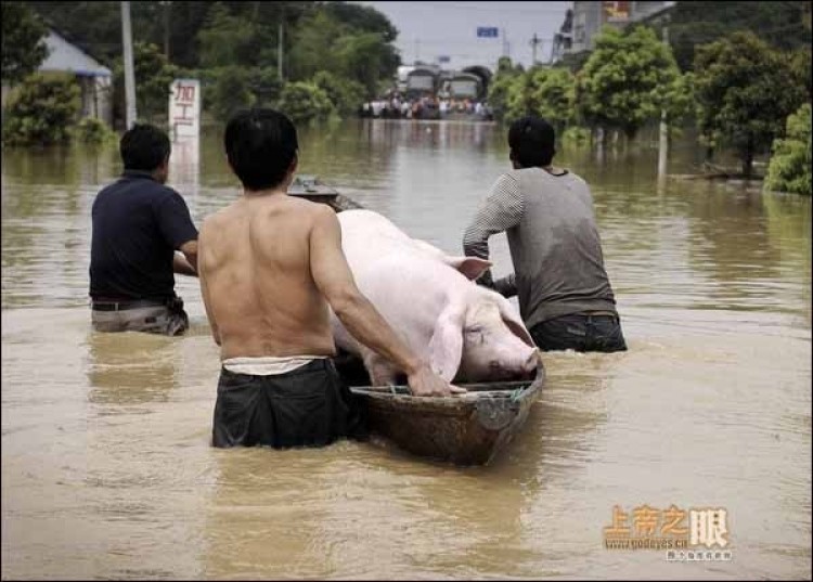 Hog-evacuating boat in Lanxi city, Zhejiang. (From godeyes.cn) Hog-evacuating boat in Lanxi city, Zhejiang. (From godeyes.cn)