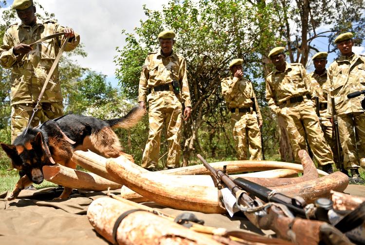 Members of the Kenya Wildlife Service investigate ivory and wildlife animal skin on November 30, 2009. Poaching and the sell of endangered animal meat is still a large problem in Africa. (Simon Maina/AFP/Getty Images) Members of the Kenya Wildlife Service investigate ivory and wildlife animal skin on November 30, 2009. Poaching and the sell of endangered animal meat is still a large problem in Africa. (Simon Maina/AFP/Getty Images)