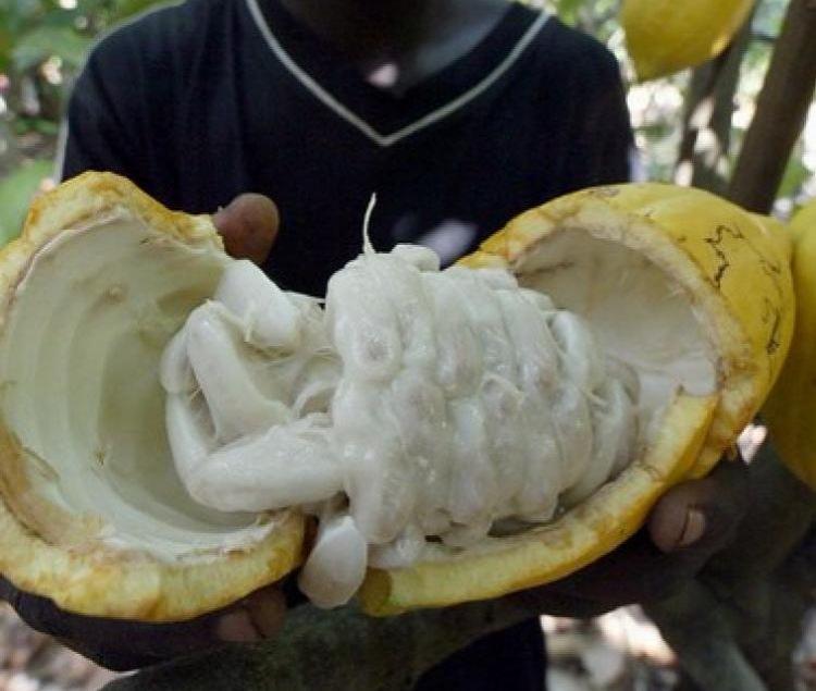 Cocoa fruit (Issouf Sanoga/AFP/Getty Images) Cocoa fruit (Issouf Sanoga/AFP/Getty Images)