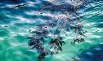 Seaweed Farmers Dare to Dream but Drowning in Red Tape