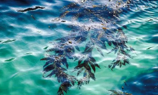 Seaweed Farmers Dare to Dream but Drowning in Red Tape