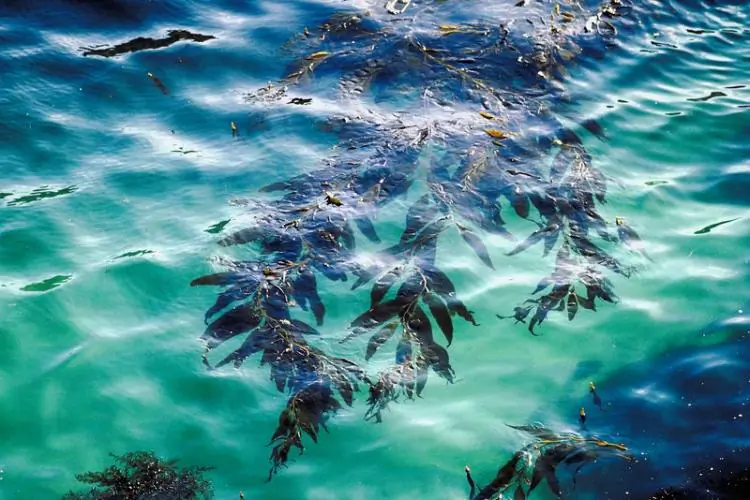Kelp is one of the most useful plants nature has to offer. (photos.com)