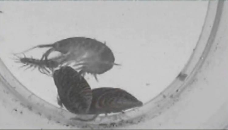 KILLER SHRIMP: A Dikerogammarus villosus freshwater shrimp preys on other invertebrates. The so-called 'killer' shrimp has recently been discovered in the UK. (Screenshot of Youtube.com) KILLER SHRIMP: A Dikerogammarus villosus freshwater shrimp preys on other invertebrates. The so-called 'killer' shrimp has recently been discovered in the UK. (Screenshot of Youtube.com)