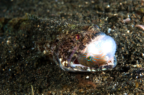 Lizardfish eating a pufferfish at Lembeh Strait in Sulawesi, Indonesia. (Matthew Oldfield) Lizardfish eating a pufferfish at Lembeh Strait in Sulawesi, Indonesia. (Matthew Oldfield)