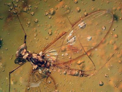 This is a photomicrograph of mayfly specimen in Miocene Dominican amber. (Penney D, McNeil A, Green DI, Bradley RS, Jepson JE, et al. (2012) Ancient Ephemeroptera–Collembola Symbiosis Fossilized in Amber Predicts Contemporary Phoretic Associations. PLoS ONE 7(10): e47651. doi:10.1371/journal.pone.0047651)