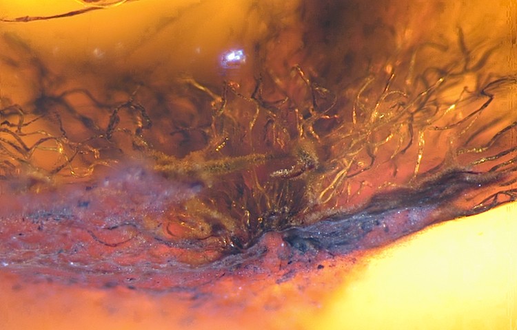 Photomicrograph of coiled barbules in Late Cretaceous Canadian amber. The corkscrew-shaped structures are tightly coiled feather barbule bases, which are interrupted where they exit the amber piece, towards the bottom of the image. (Science/AAAS) Photomicrograph of coiled barbules in Late Cretaceous Canadian amber. The corkscrew-shaped structures are tightly coiled feather barbule bases, which are interrupted where they exit the amber piece, towards the bottom of the image. (Science/AAAS)
