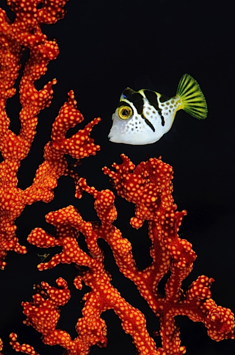 Mimic filefish at Sangalaki in Kalimantan, Indonesia. (Matthew Oldfield) Mimic filefish at Sangalaki in Kalimantan, Indonesia. (Matthew Oldfield)