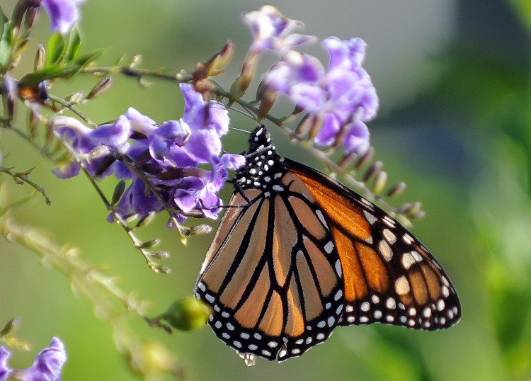 A Monarch butterfly is in a flower in Lo Epoch Times Photo