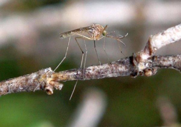 A mosquito sits on a stick in Martinez, California. (Justin Sullivan/Getty Images)