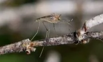 First Human Cases of West Nile Virus This Year Found in Los Angeles County