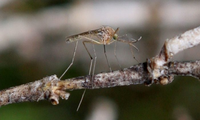 West Nile virus has hit hard in Texas, where officials have ordered nightly aerial spraying to combat the mosquito-borne illness. (Justin Sullivan/Getty Images)
