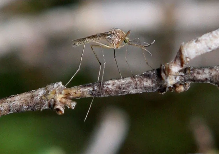 A mosquito sits on a stick in Martinez, Calif. The West Nile virus was detected in Toronto mosquitoes for the first time this year. (Justin Sullivan/Getty Images)