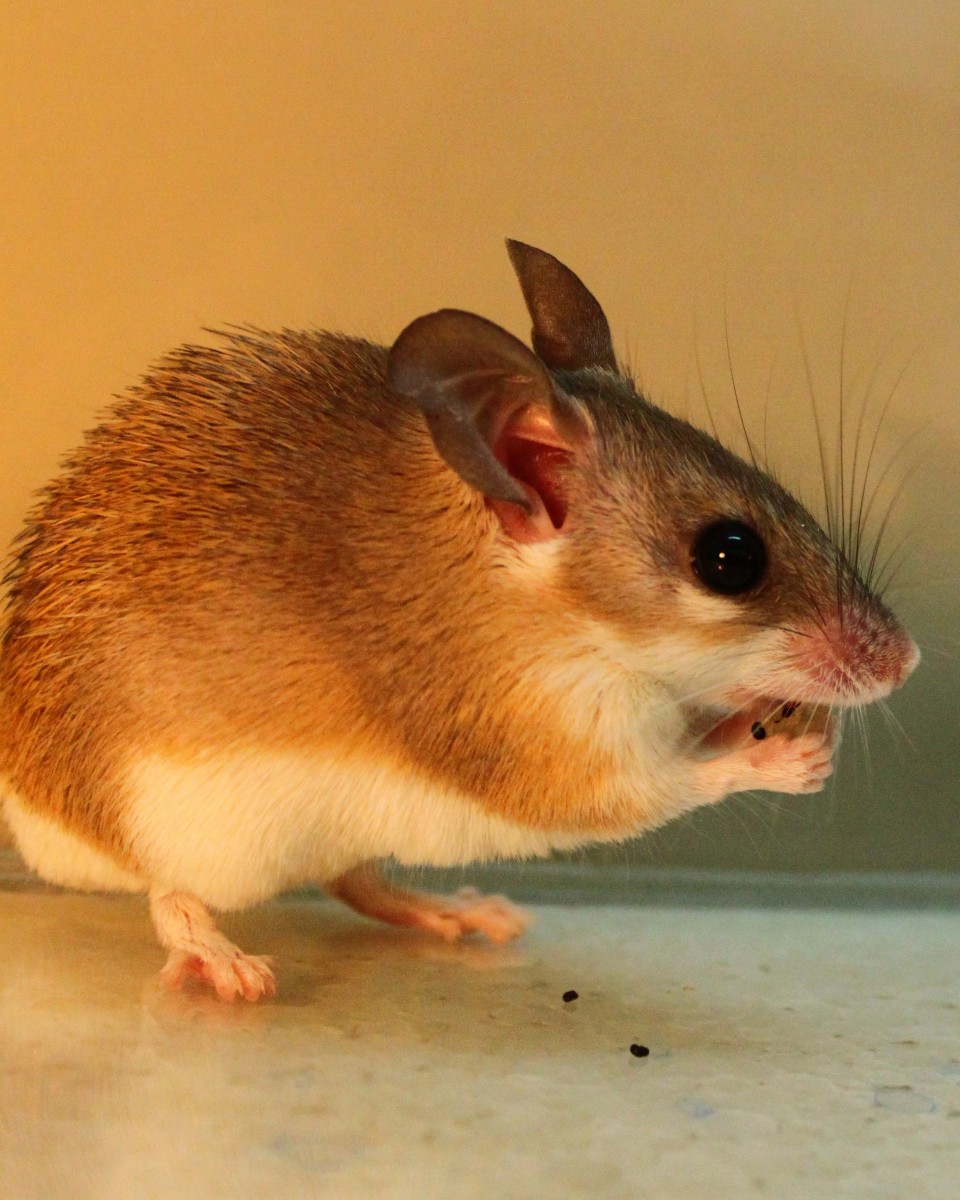 A spiny mouse from Israel is shown spitting seeds from the desert shrub Ochradenus baccatus into its paws and onto the ground as it eats the berries. (Michal Samuni-Blank/Technion-Israel Institute of Technology) A spiny mouse from Israel is shown spitting seeds from the desert shrub Ochradenus baccatus into its paws and onto the ground as it eats the berries. (Michal Samuni-Blank/Technion-Israel Institute of Technology)