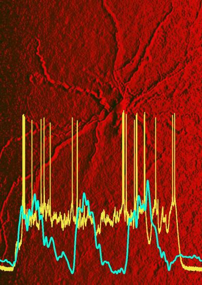 In the background is an entorhinal cortex neuron that was studied. The blue-green trace shows neocortical slow oscillation while the yellow trace shows the persistent activity of entorhinal cortical neuron, even when the inputs from neocortex were silent. (Mayank Mehta) In the background is an entorhinal cortex neuron that was studied. The blue-green trace shows neocortical slow oscillation while the yellow trace shows the persistent activity of entorhinal cortical neuron, even when the inputs from neocortex were silent. (Mayank Mehta)
