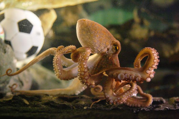 Paul the Octopus and a Hopeful New Year