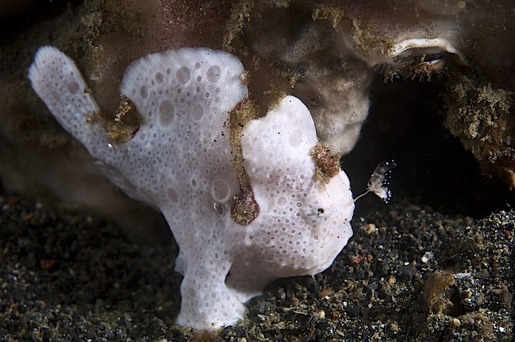 A hunting painted frogfish using a lure to attract its prey at Lembeh Strait in Sulawesi, Indonesia. (Matthew Oldfield) A hunting painted frogfish using a lure to attract its prey at Lembeh Strait in Sulawesi, Indonesia. (Matthew Oldfield)