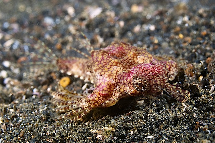 Sea moth or Pegasus at Lembeh Strait in Sulawesi, Indonesia. (Matthew Oldfield) Sea moth or Pegasus at Lembeh Strait in Sulawesi, Indonesia. (Matthew Oldfield)