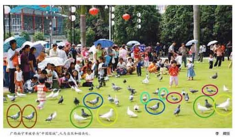 The Photoshopped image from the People's Daily, with pigeons duplicated within the same photo, coloration unaltered. (q.sohu.com) The Photoshopped image from the People's Daily, with pigeons duplicated within the same photo, coloration unaltered. (q.sohu.com)