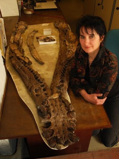 Dr. Judyth Sassoon of the University of Bristol, U.K., with the lower jaw of the Westbury pliosaur. Dr. Judyth Sassoon of the University of Bristol, U.K., with the lower jaw of the Westbury pliosaur.