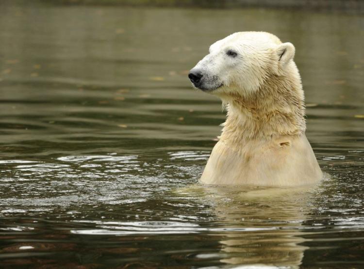 Polar bear Knut swims in his enclosure at the Tiergarten zoo in Berlin, October 19, 2010. (Odd Andersen/AFP/Getty Images)