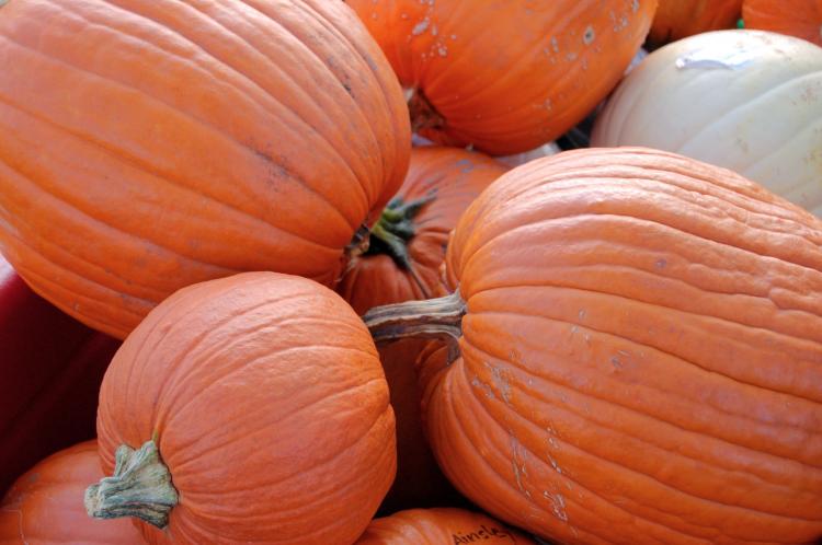 PUMPKINS GALORE: Pick your shape, pick your size. (Cat Rooney/The Epoch Times) PUMPKINS GALORE: Pick your shape, pick your size. (Cat Rooney/The Epoch Times)