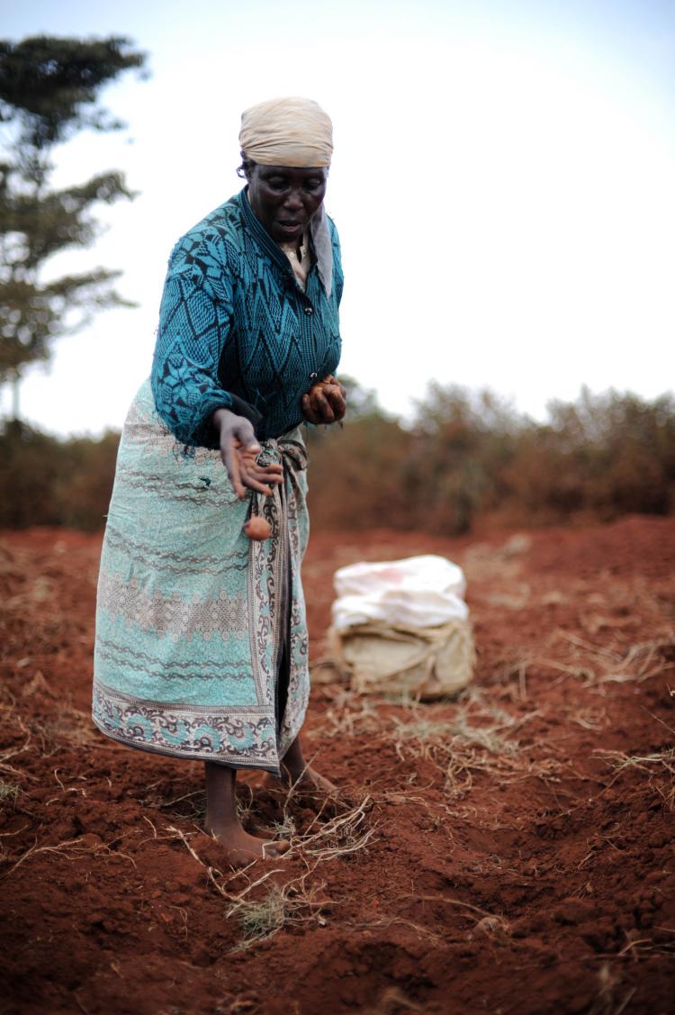 A Kenyan woman throws potato seedlings in a small plot of land. African farmers are among the poorest people in the world, but there are also many success stories that governments and donor organizations can learn from to sew success in the future, accord (Roberto Schmidt/AFP/Getty Images) A Kenyan woman throws potato seedlings in a small plot of land. African farmers are among the poorest people in the world, but there are also many success stories that governments and donor organizations can learn from to sew success in the future, accord (Roberto Schmidt/AFP/Getty Images)