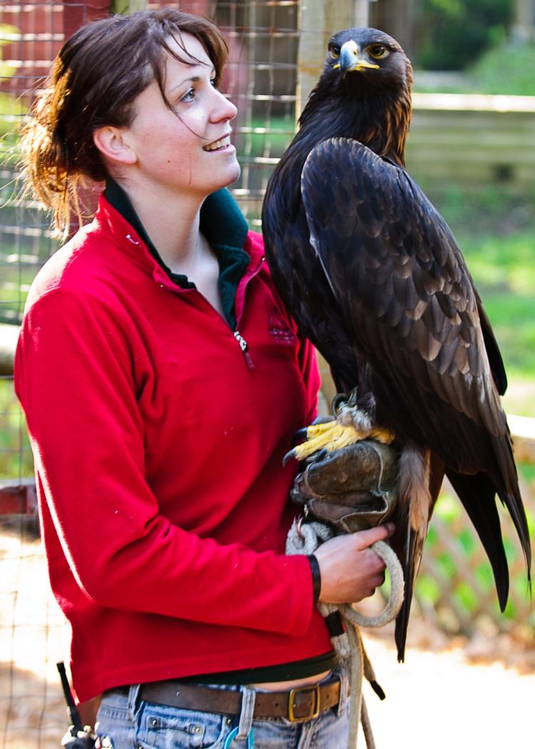 Raptor specialist Robyn Radcliffe and Storm (Jeff Bartlett)