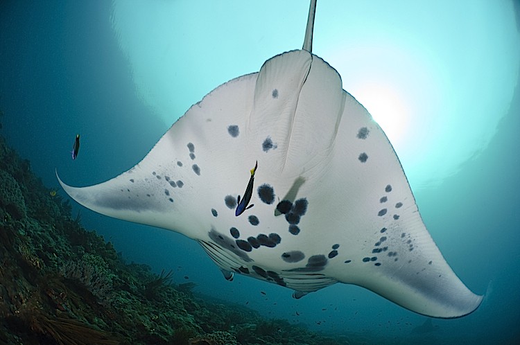 Manta Rays Visit Cleaning Station (Photos)