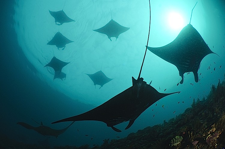 Manta Rays Visit Cleaning Station (photos)