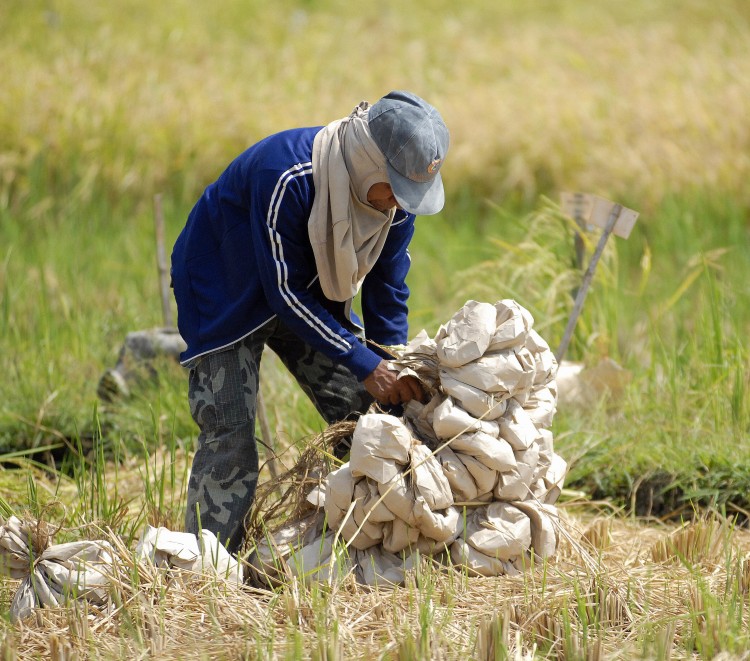 rice-80987031 Epoch Times Photo
