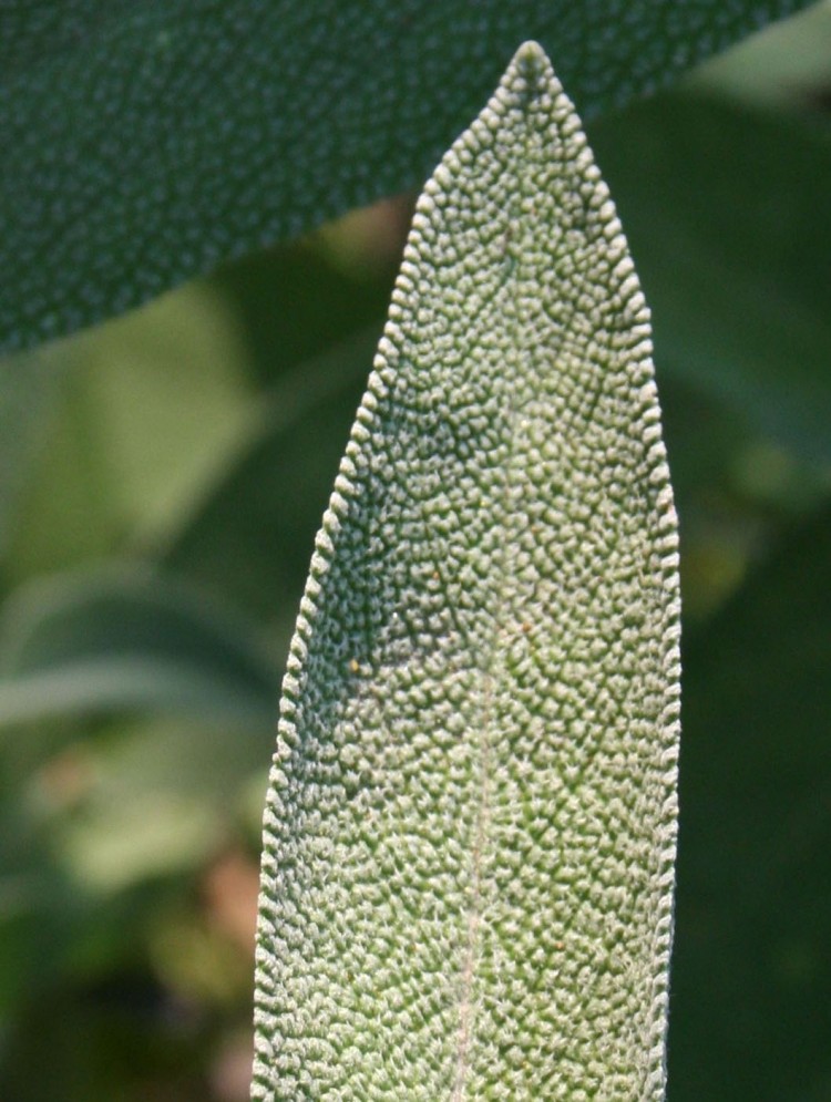Sage (Salvia officinalis). (Luke Hughes)