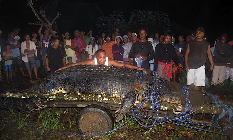 Villagers look at the massive saltwater crocodile caught in the town of Bunawan, Agusan del Sur province on the southern Philippine island of Mindanao on Sept. 4. (STR/AFP/Getty Images) Villagers look at the massive saltwater crocodile caught in the town of Bunawan, Agusan del Sur province on the southern Philippine island of Mindanao on Sept. 4. (STR/AFP/Getty Images)