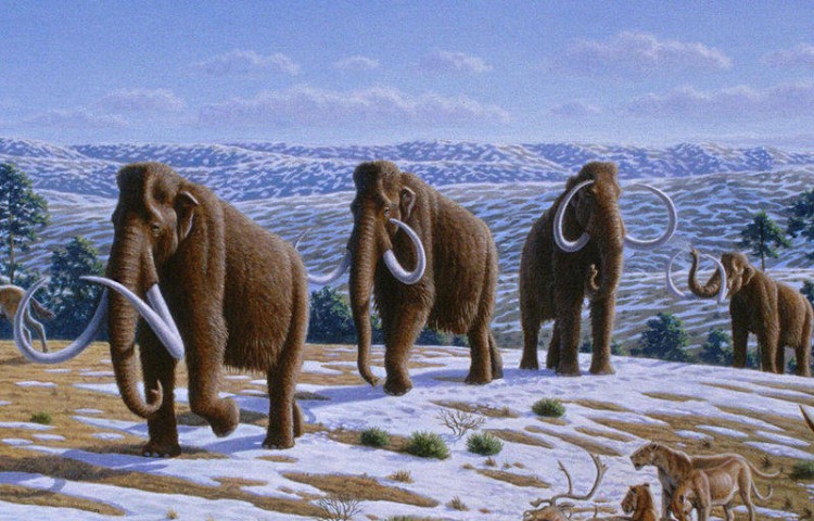 Mammoths were one of the "megafauna" that went extinct during the Pleistocene extinction. According to the first study of mammal range and diversity in "deep time", the mammoth family did not show any sign of being predisposed to extinction. (Heinrich Harder) Mammoths were one of the "megafauna" that went extinct during the Pleistocene extinction. According to the first study of mammal range and diversity in "deep time", the mammoth family did not show any sign of being predisposed to extinction. (Heinrich Harder)