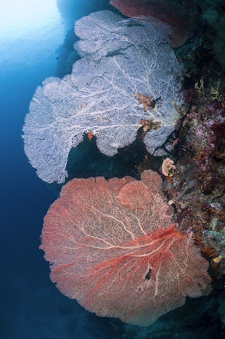 Large sea fans growing on a wall at Misool in West Papua, Indonesia. (Matthew Oldfield) Large sea fans growing on a wall at Misool in West Papua, Indonesia. (Matthew Oldfield)