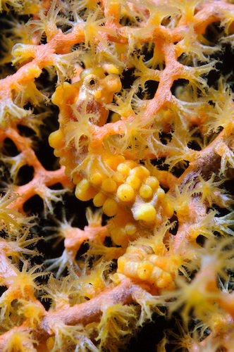 Orange variation of Hippocampus bargibanti pygmy seahorse at Seraya in Bali, Indonesia. (Matthew Oldfield)