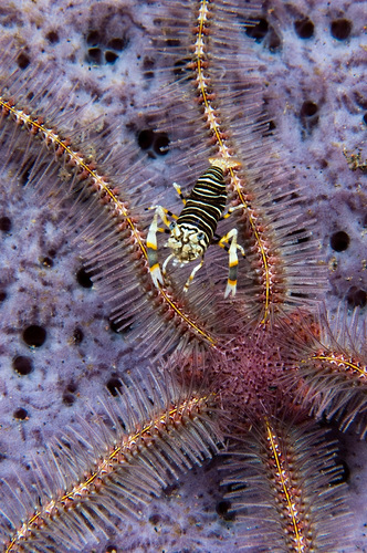 A Periclemenes shrimp in an anemone at Lembeh Strait in Sulawesi, Indonesia. (Matthew Oldfield)