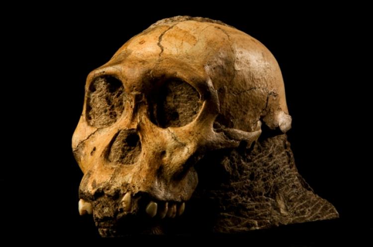 NEW HOMINID FIND: This cranium of the juvenile skeleton of Australopithecus sediba from 1.9 million years ago was discovered in Africa.  (Brett Eloff/ courtesy of Wits University)